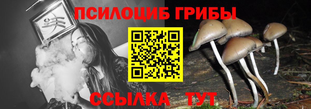 Псилоцибиновые грибы мицелий Грозный